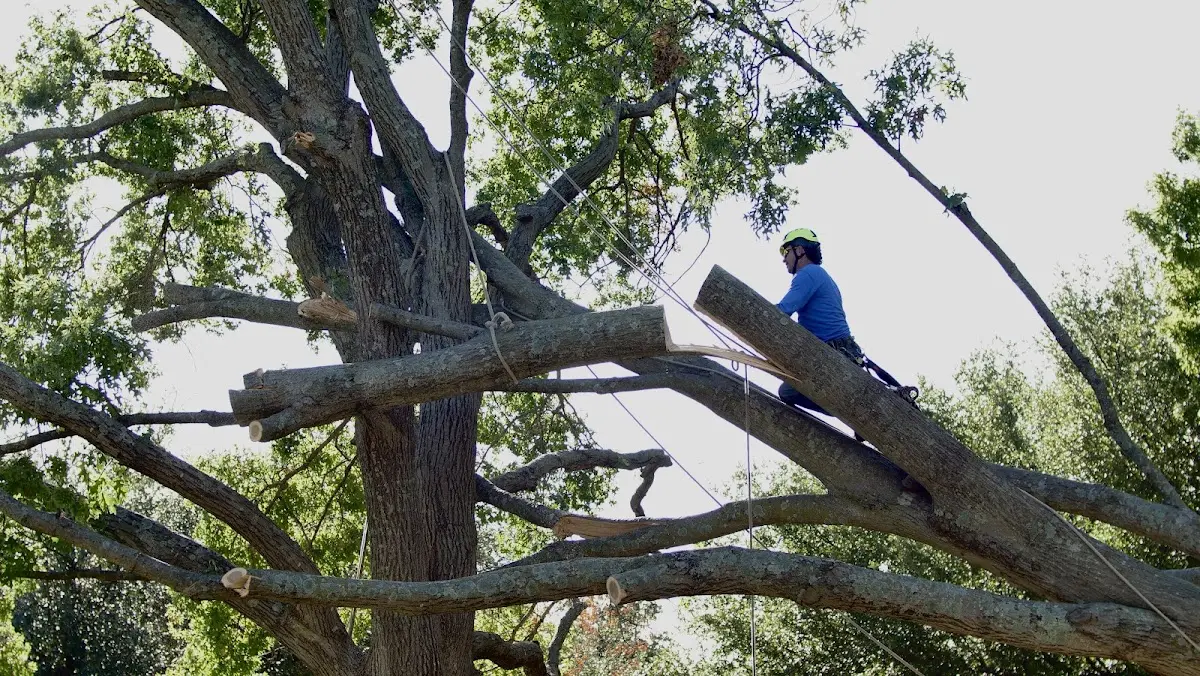 Professional Crown Thinning performed by certified arborists in Bar Harbor