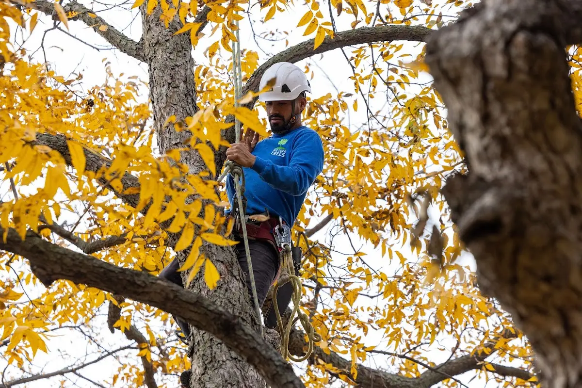 Skilled Tree Planting crew working in Bar Harbor